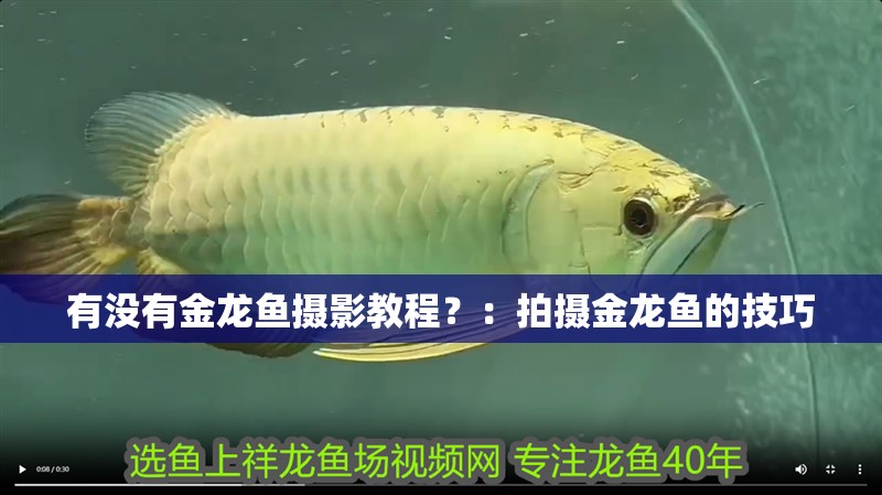 有沒有金龍魚攝影教程？：拍攝金龍魚的技巧 有沒有金龍魚攝影教程？：拍攝金龍魚的技巧 龍魚百科