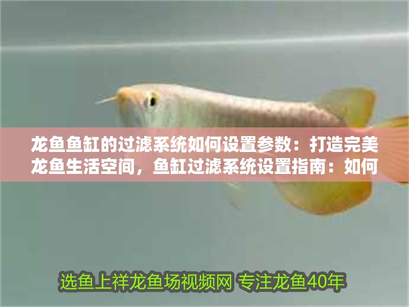 龍魚魚缸的過(guò)濾系統(tǒng)如何設(shè)置參數(shù)：打造完美龍魚生活空間，魚缸過(guò)濾系統(tǒng)設(shè)置指南：如何為龍魚設(shè)計(jì)一個(gè)合適的過(guò)濾系統(tǒng)
