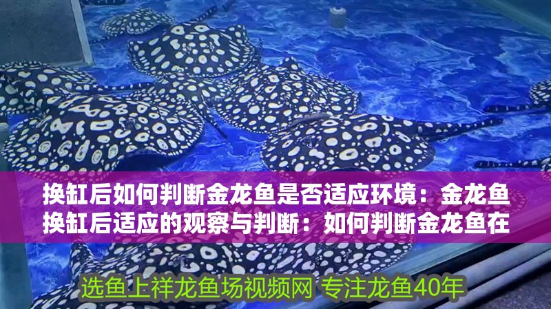 換缸后如何判斷金龍魚是否適應環境：金龍魚換缸后適應的觀察與判斷：如何判斷金龍魚在新缸中是否適應