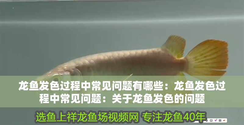 龍魚發(fā)色過程中常見問題有哪些：龍魚發(fā)色過程中常見問題：關(guān)于龍魚發(fā)色的問題