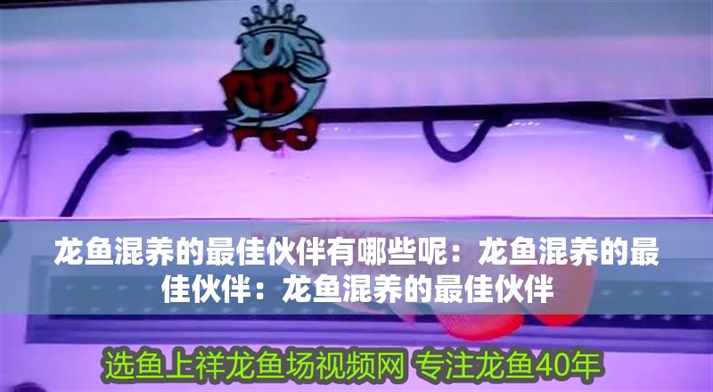 龍魚(yú)混養(yǎng)的最佳伙伴有哪些呢：龍魚(yú)混養(yǎng)的最佳伙伴：龍魚(yú)混養(yǎng)的最佳伙伴