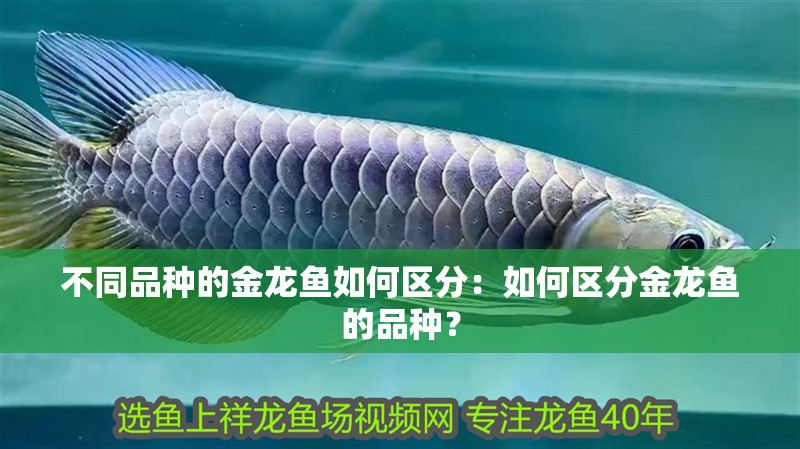 不同品種的金龍魚如何區(qū)分：如何區(qū)分金龍魚的品種？