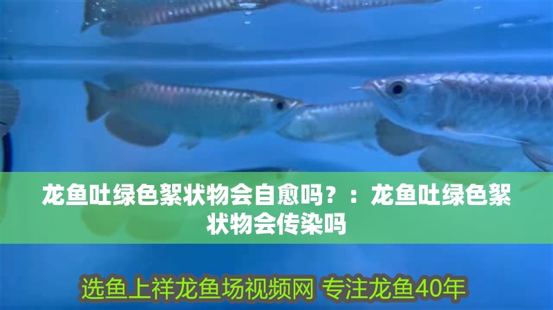 龍魚吐綠色絮狀物會自愈嗎？：龍魚吐綠色絮狀物會傳染嗎
