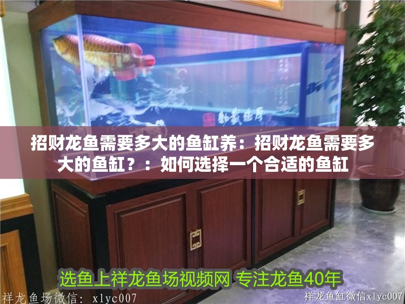 招財龍魚需要多大的魚缸養：招財龍魚需要多大的魚缸？：如何選擇一個合適的魚缸