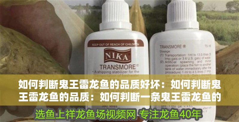 如何判斷鬼王雷龍魚的品質(zhì)好壞：如何判斷鬼王雷龍魚的品質(zhì)：如何判斷一條鬼王雷龍魚的品質(zhì)？