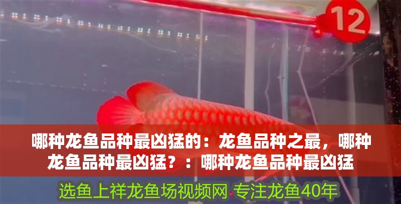 哪種龍魚品種最兇猛的：龍魚品種之最，哪種龍魚品種最兇猛？：哪種龍魚品種最兇猛