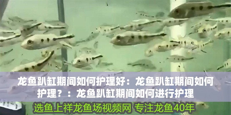龍魚趴缸期間如何護(hù)理好：龍魚趴缸期間如何護(hù)理？：龍魚趴缸期間如何進(jìn)行護(hù)理