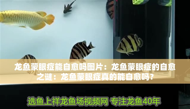 龍魚蒙眼癥能自愈嗎圖片：龍魚蒙眼癥的自愈之謎：龍魚蒙眼癥真的能自愈嗎？
