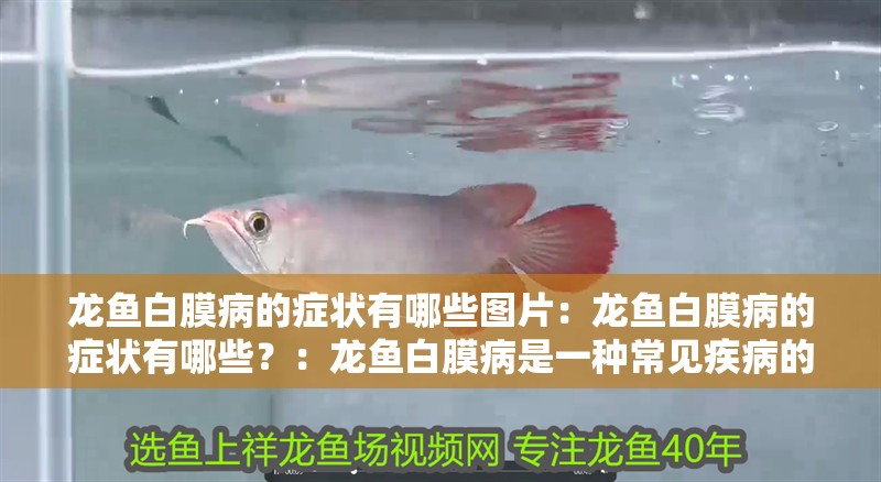 龍魚白膜病的癥狀有哪些圖片：龍魚白膜病的癥狀有哪些？：龍魚白膜病是一種常見疾病的表現為龍魚白膜病的表現