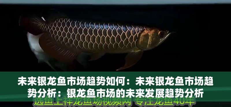 未來銀龍魚市場趨勢如何：未來銀龍魚市場趨勢分析：銀龍魚市場的未來發展趨勢分析