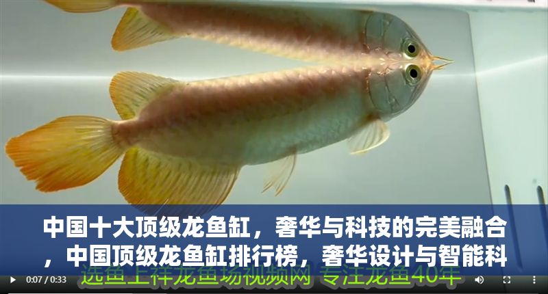 中國十大頂級龍魚缸，奢華與科技的完美融合，中國頂級龍魚缸排行榜，奢華設計與智能科技的極致體驗