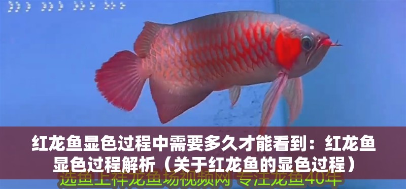 紅龍魚顯色過程中需要多久才能看到：紅龍魚顯色過程解析（關(guān)于紅龍魚的顯色過程）