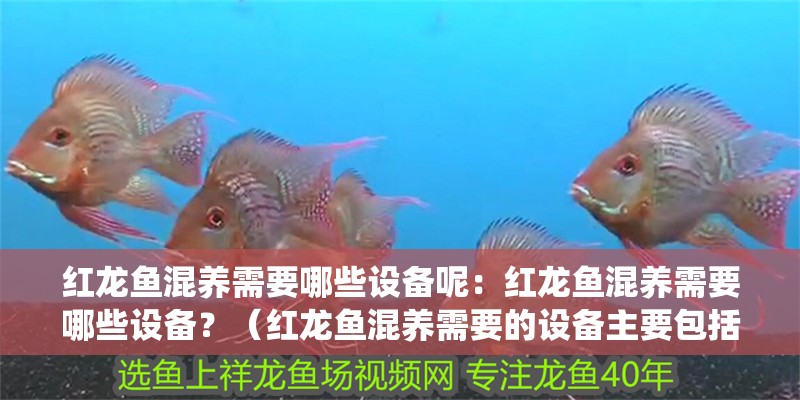 紅龍魚混養需要哪些設備呢：紅龍魚混養需要哪些設備？（紅龍魚混養需要的設備主要包括魚缸、過濾系統、加熱設備）