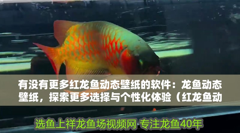 有沒有更多紅龍魚動態壁紙的軟件：龍魚動態壁紙，探索更多選擇與個性化體驗（紅龍魚動態壁紙的優勢）