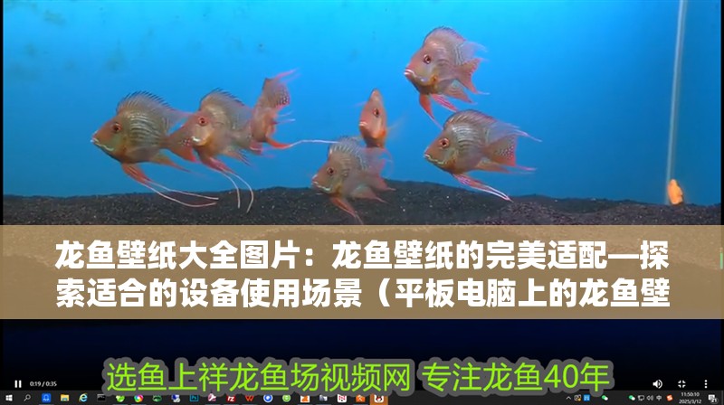 龍魚壁紙大全圖片：龍魚壁紙的完美適配—探索適合的設備使用場景（平板電腦上的龍魚壁紙）
