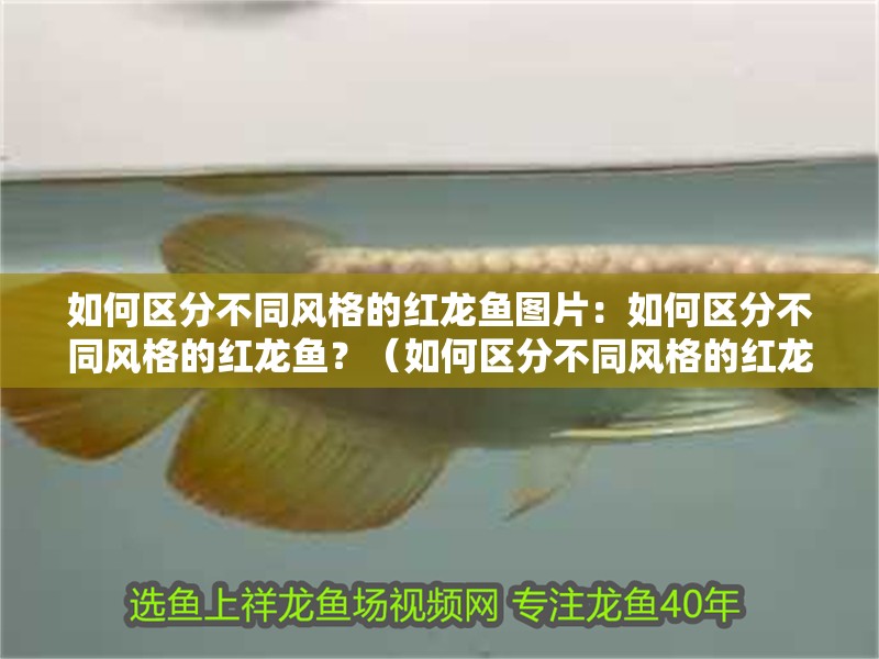 如何區分不同風格的紅龍魚圖片：如何區分不同風格的紅龍魚？（如何區分不同風格的紅龍魚）