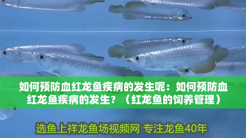 如何預防血紅龍魚疾病的發生呢：如何預防血紅龍魚疾病的發生？（紅龍魚的飼養管理）