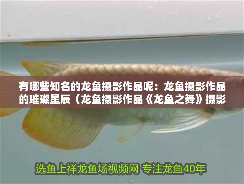 有哪些知名的龍魚攝影作品呢：龍魚攝影作品的璀璨星辰（龍魚攝影作品《龍魚之舞》攝影作品展現了龍魚的魅力）