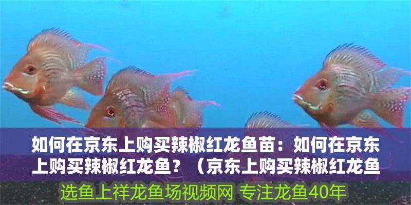 如何在京東上購買辣椒紅龍魚苗：如何在京東上購買辣椒紅龍魚？（京東上購買辣椒紅龍魚的方法）