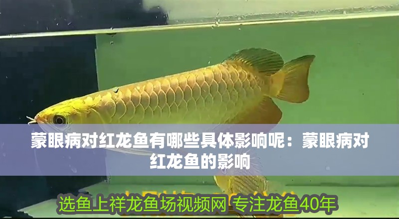 蒙眼病對紅龍魚有哪些具體影響呢：蒙眼病對紅龍魚的影響