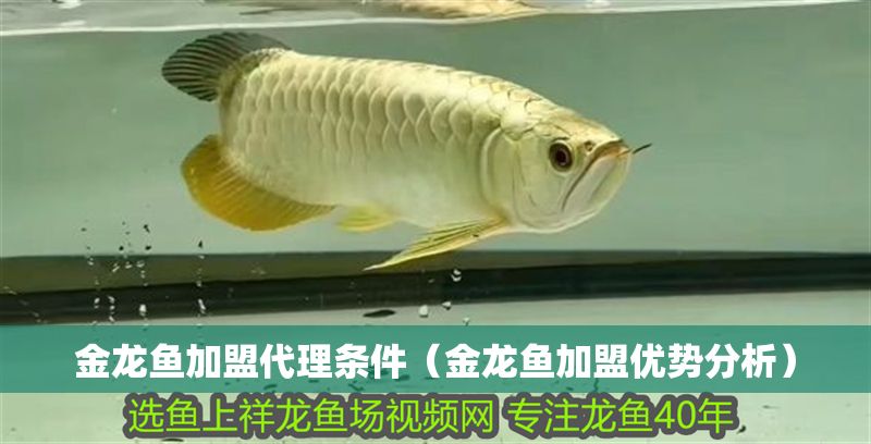 金龍魚加盟代理條件（金龍魚加盟優勢分析）