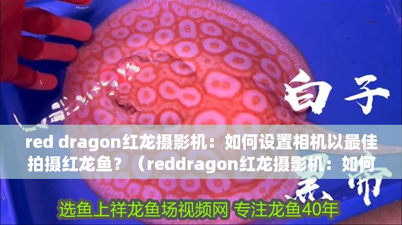 red dragon紅龍攝影機：如何設置相機以最佳拍攝紅龍魚？（reddragon紅龍攝影機：如何設置相機以捕捉紅龍魚的最佳拍攝技巧）