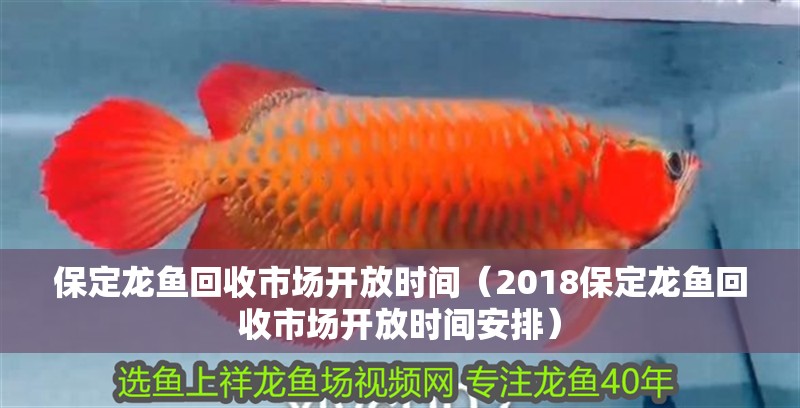 保定龍魚回收市場開放時(shí)間（2018保定龍魚回收市場開放時(shí)間安排）