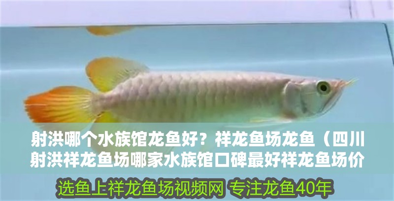 <strong><mark>射洪</mark></strong>哪個水族館龍魚好？祥龍魚場龍魚（四川<strong><mark>射洪</mark></strong>祥龍魚場哪家水族館口碑最好祥龍魚場價格如何）