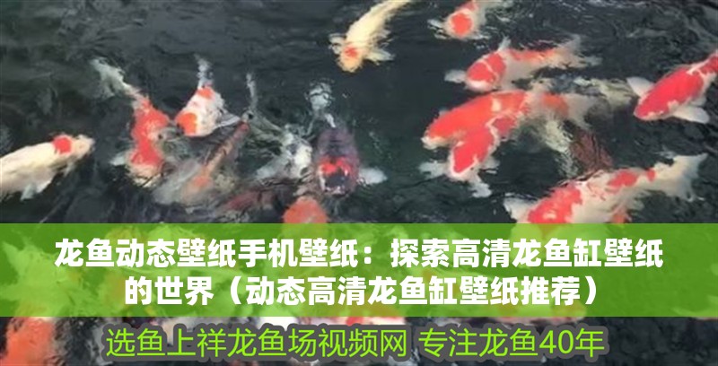 龍魚(yú)動(dòng)態(tài)壁紙手機(jī)壁紙：探索高清龍魚(yú)缸壁紙的世界（動(dòng)態(tài)高清龍魚(yú)缸壁紙推薦）