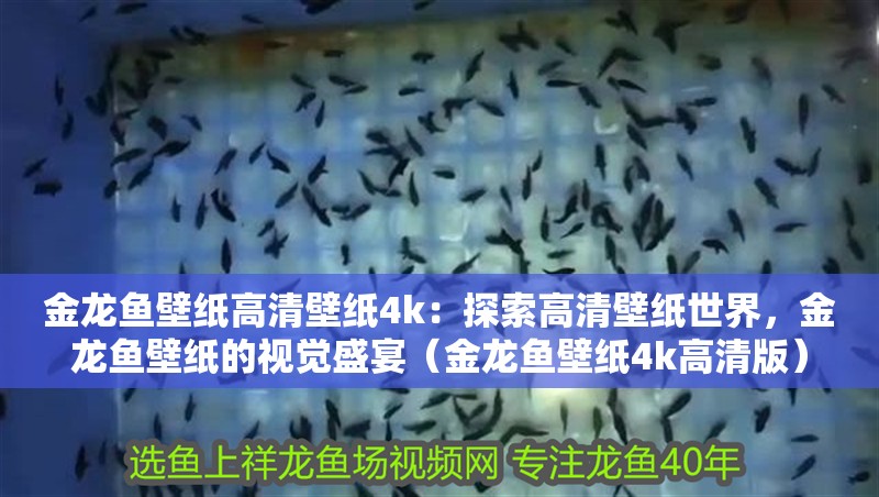 金龍魚壁紙高清壁紙4k：探索高清壁紙世界，金龍魚壁紙的視覺盛宴（金龍魚壁紙4k高清版）