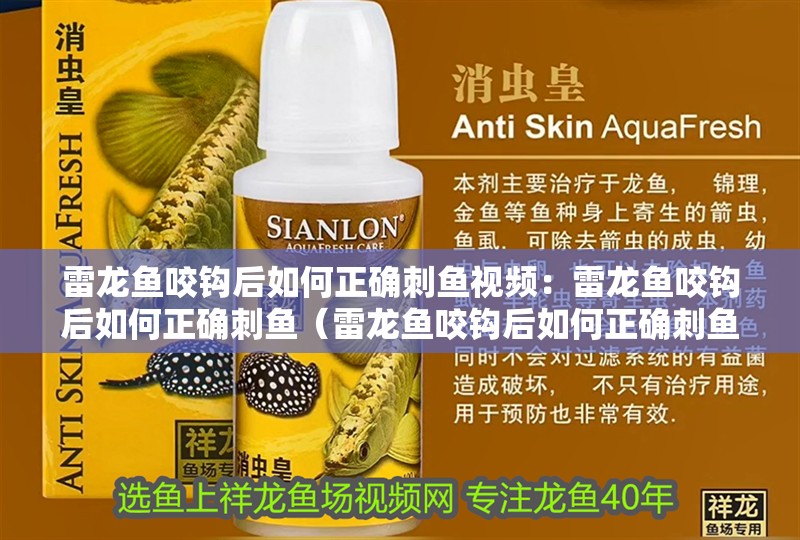 雷龍魚咬鉤后如何正確刺魚視頻：雷龍魚咬鉤后如何正確刺魚（雷龍魚咬鉤后如何正確刺魚成為一個技術活）