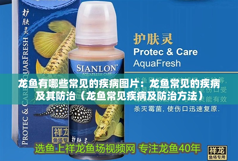 龍魚有哪些常見的疾病圖片：龍魚常見的疾病及其防治（龍魚常見疾病及防治方法）