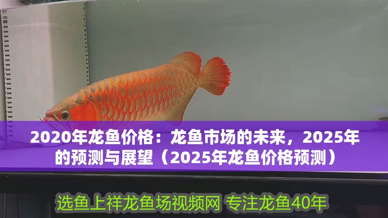 2020年龍魚價格：龍魚市場的未來，2025年的預測與展望（2025年龍魚價格預測）