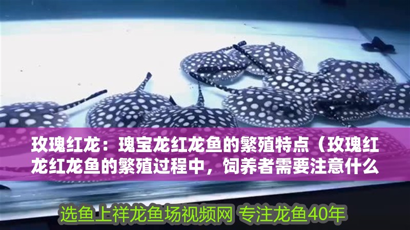 玫瑰紅龍：瑰寶龍紅龍魚的繁殖特點(diǎn)（玫瑰紅龍紅龍魚的繁殖過程中，飼養(yǎng)者需要注意什么）