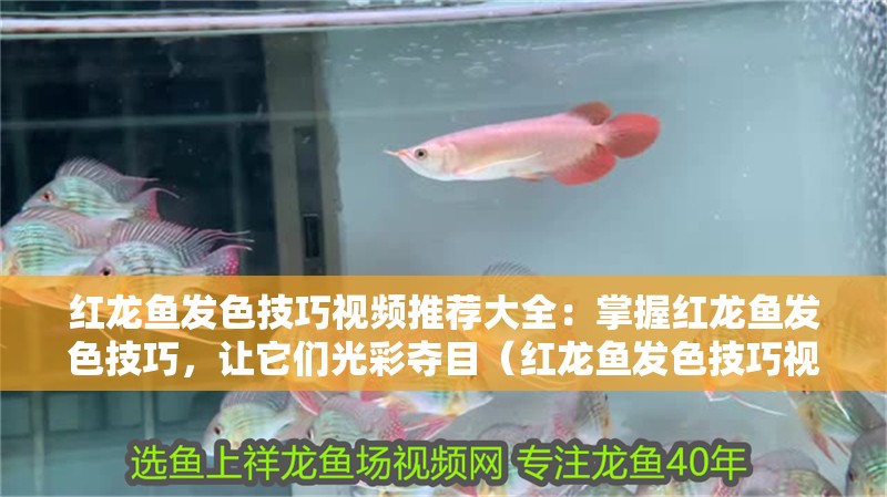 紅龍魚發色技巧視頻推薦大全：掌握紅龍魚發色技巧，讓它們光彩奪目（紅龍魚發色技巧視頻推薦）