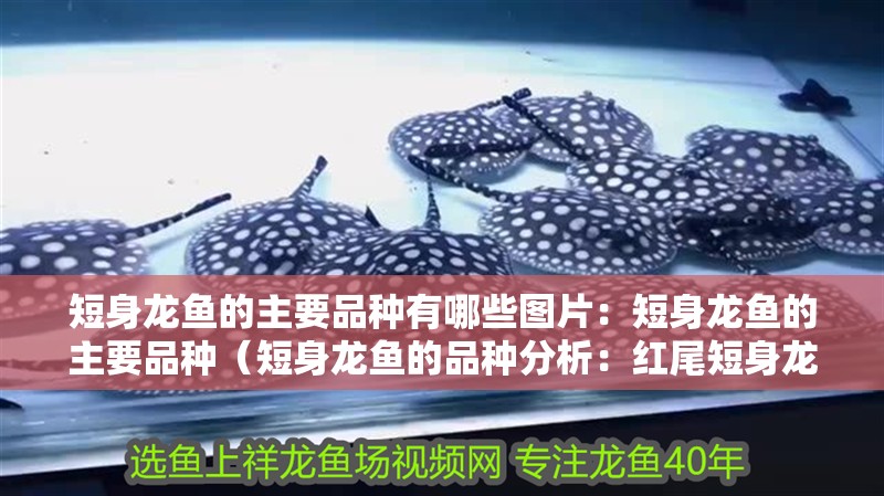 短身龍魚的主要品種有哪些圖片：短身龍魚的主要品種（短身龍魚的品種分析：紅尾短身龍魚）