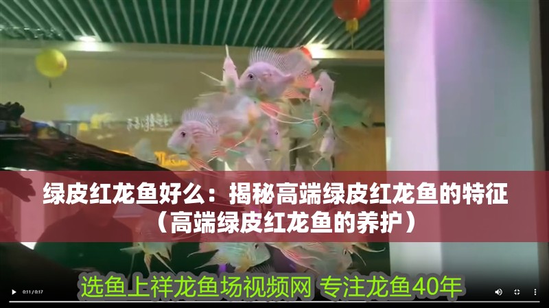 綠皮紅龍魚好么：揭秘高端綠皮紅龍魚的特征（高端綠皮紅龍魚的養(yǎng)護(hù)）