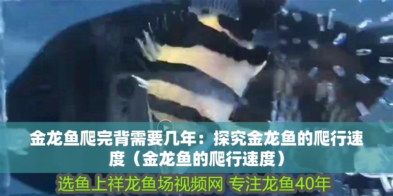 金龍魚爬完背需要幾年：探究金龍魚的爬行速度（金龍魚的爬行速度）