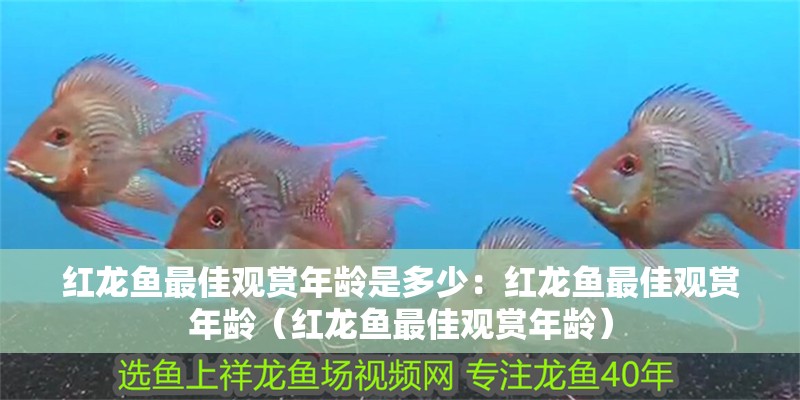 紅龍魚最佳觀賞年齡是多少：紅龍魚最佳觀賞年齡（紅龍魚最佳觀賞年齡）