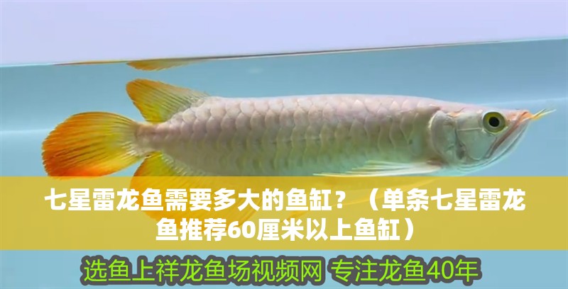 七星雷龍魚需要多大的魚缸？（單條七星雷龍魚推薦60厘米以上魚缸）