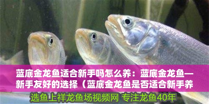 藍底金龍魚適合新手嗎怎么養：藍底金龍魚—新手友好的選擇（藍底金龍魚是否適合新手養魚）