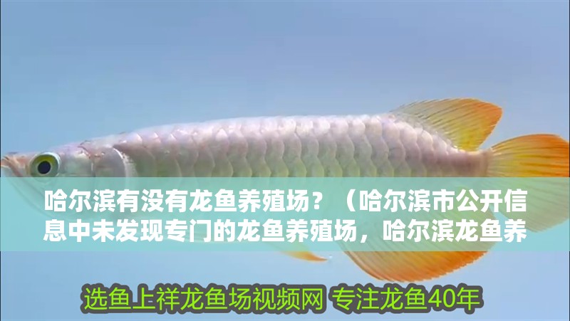 哈爾濱有沒有龍魚養殖場？（哈爾濱市公開信息中未發現專門的龍魚養殖場，哈爾濱龍魚養殖場）