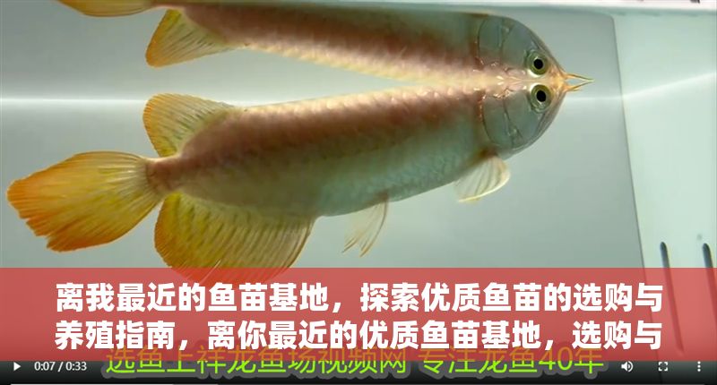 離我最近的魚苗基地，探索優質魚苗的選購與養殖指南，離你最近的優質魚苗基地，選購與養殖全攻略