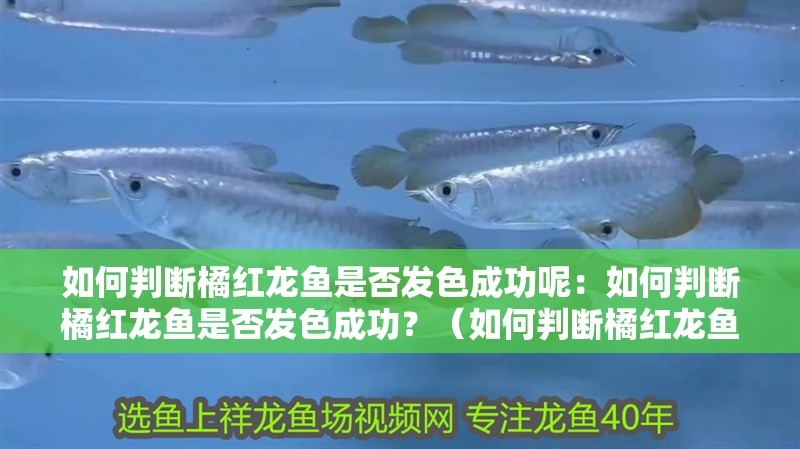 如何判斷橘紅龍魚是否發色成功呢：如何判斷橘紅龍魚是否發色成功？（如何判斷橘紅龍魚是否發色成功）