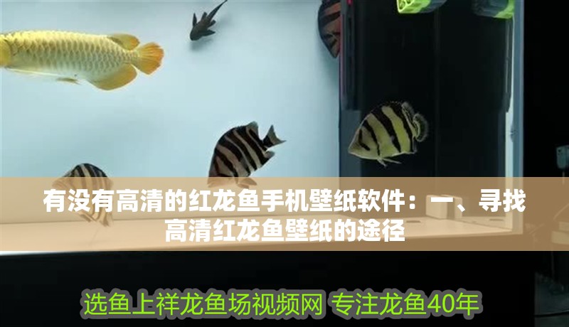 有沒有高清的紅龍魚手機壁紙軟件：一、尋找高清紅龍魚壁紙的途徑