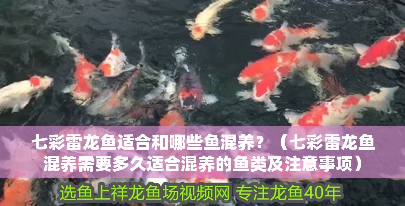 七彩雷龍魚適合和哪些魚混養？（七彩雷龍魚混養需要多久適合混養的魚類及注意事項）