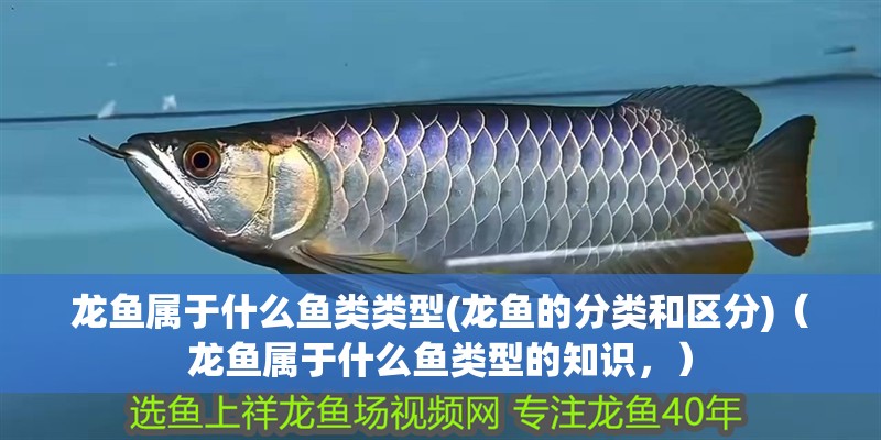 龍魚屬于什么魚類類型(龍魚的分類和區分)（龍魚屬于什么魚類型的知識，）
