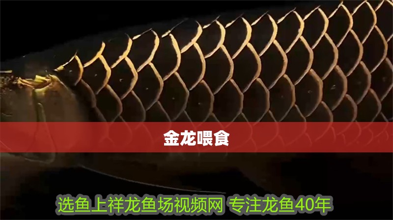 金龍喂食