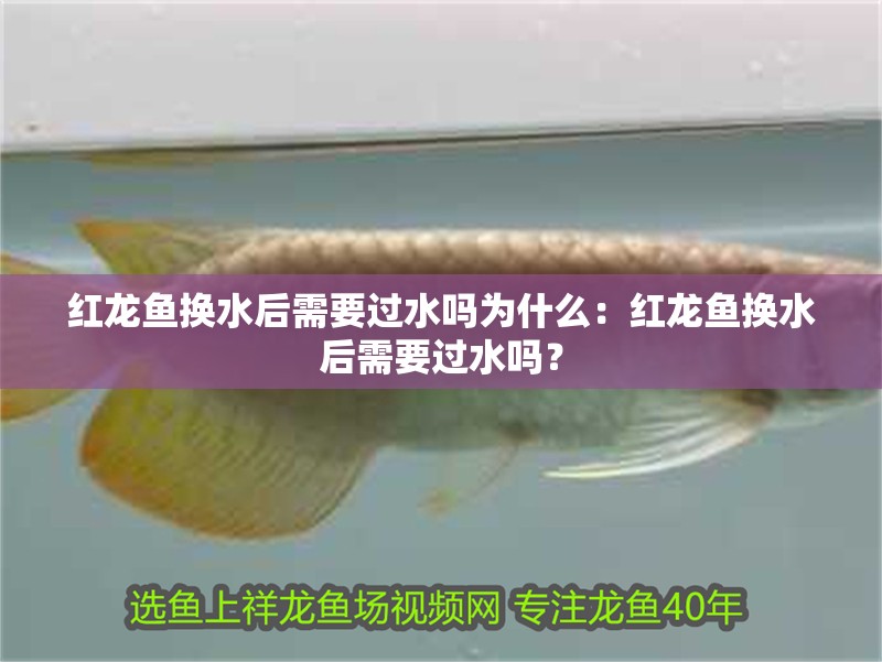 紅龍魚換水后需要過水嗎為什么：紅龍魚換水后需要過水嗎？