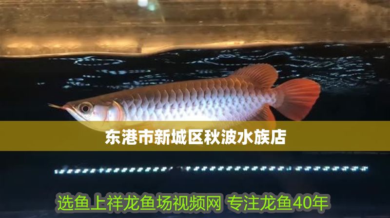 東港市新城區(qū)秋波水族店